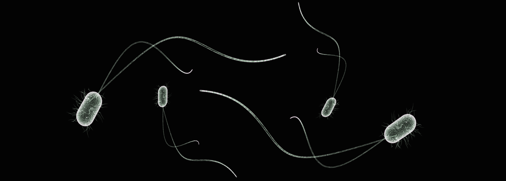 bacteria