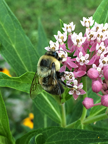 bee