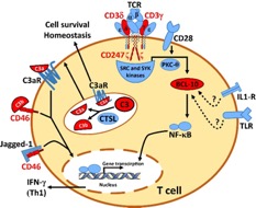 lymphocytes