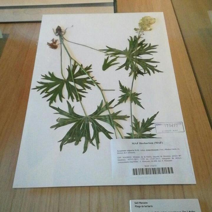 herbaria
